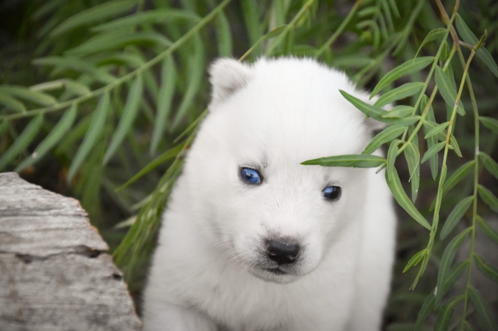 Siberian Southeast - Chiot disponible  - Siberian Husky