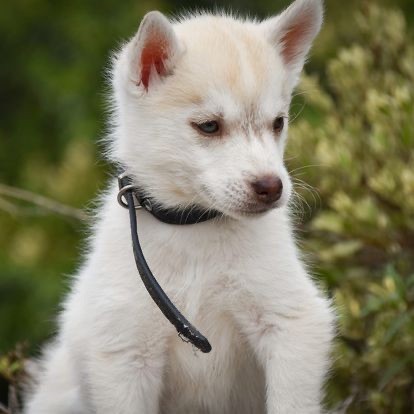 Siberian Southeast - Chiot disponible  - Siberian Husky