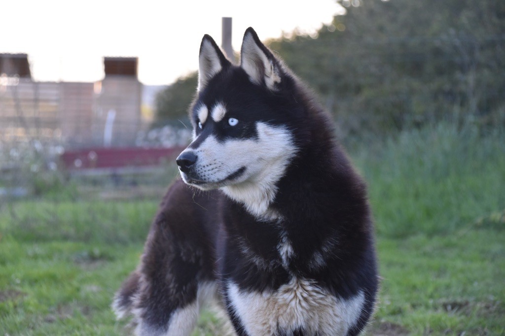 Revna Siberian Southeast