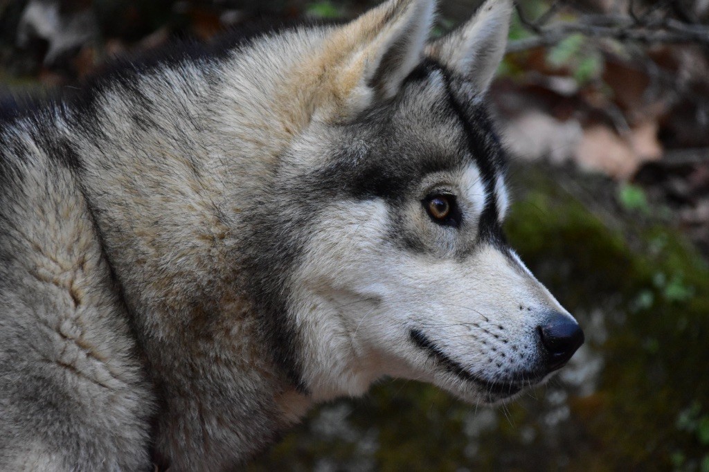 Riley Siberian Southeast