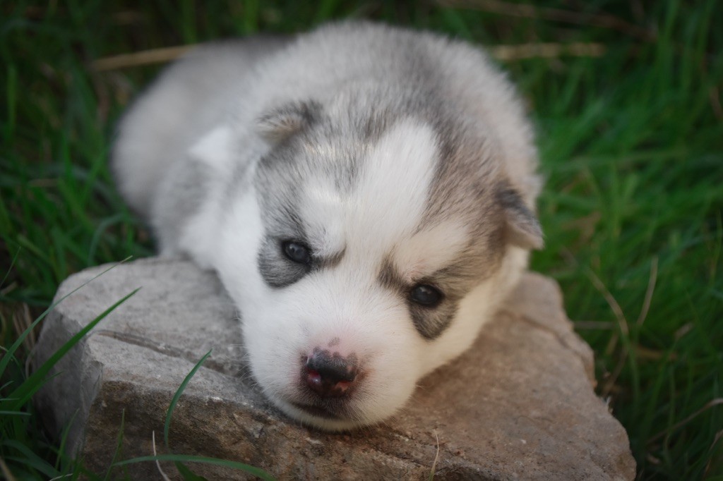 Siberian Southeast - Chiots disponibles - Siberian Husky