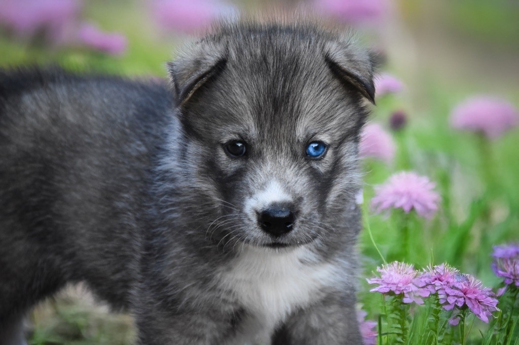 Siberian Southeast - Chiots disponibles - Siberian Husky