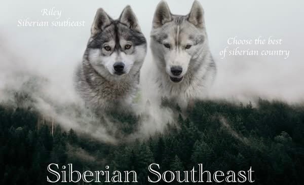 Siberian Southeast - Siberian Husky - Portée née le 14/07/2025