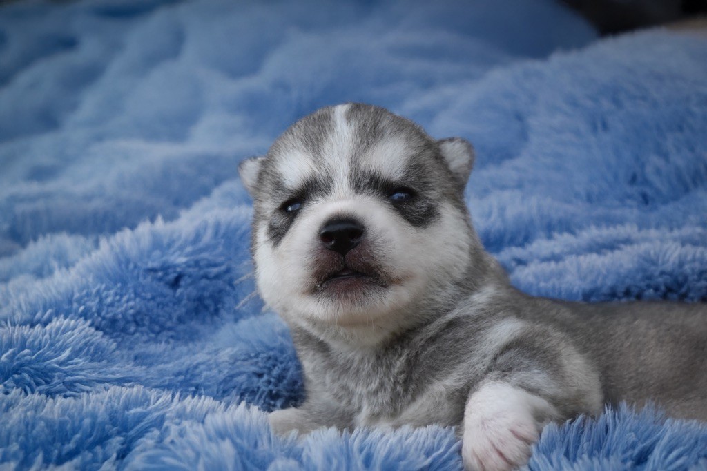 Siberian Southeast - Chiots disponibles - Siberian Husky