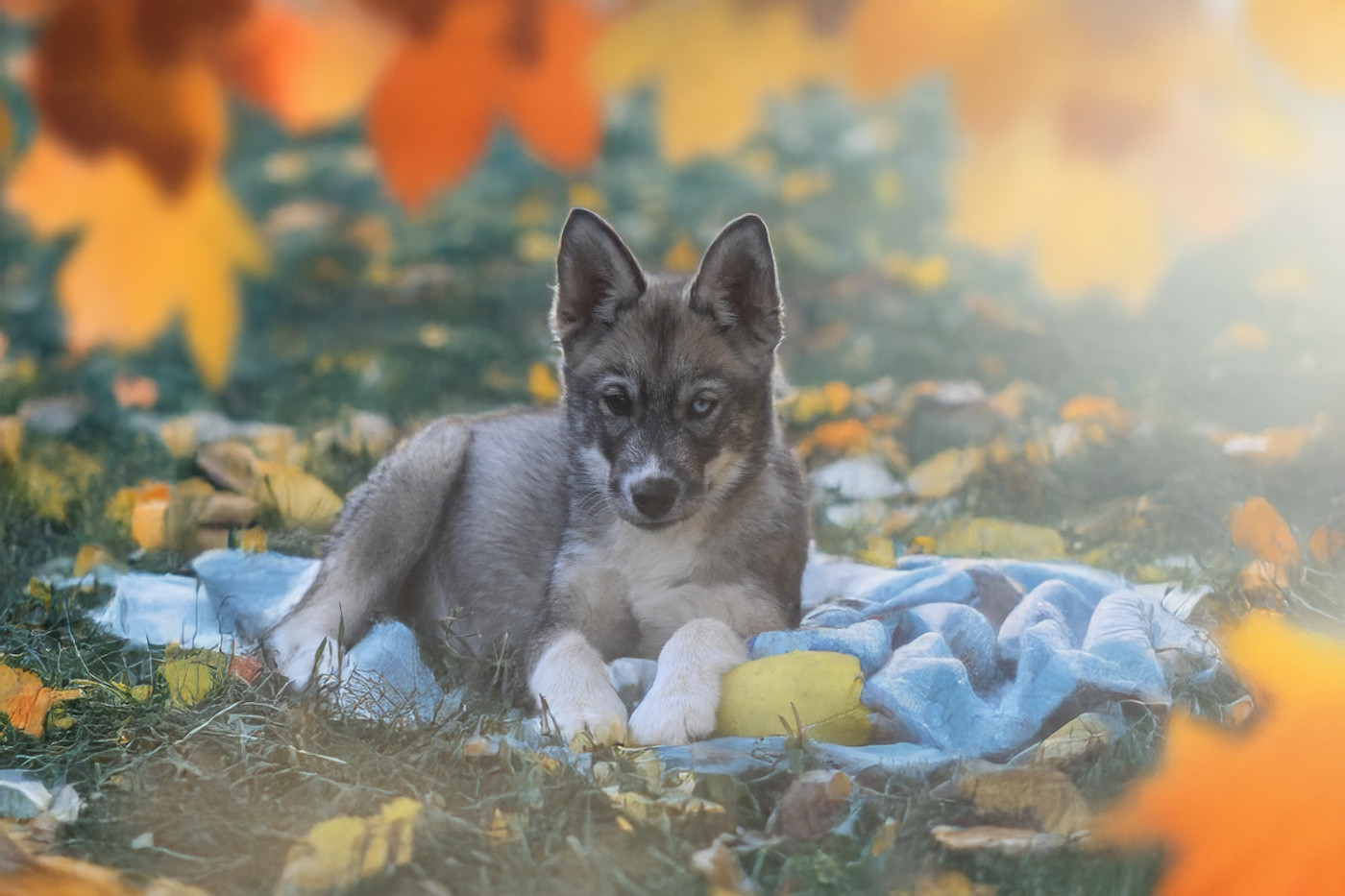 Siberian Southeast - Chiots disponibles - Siberian Husky