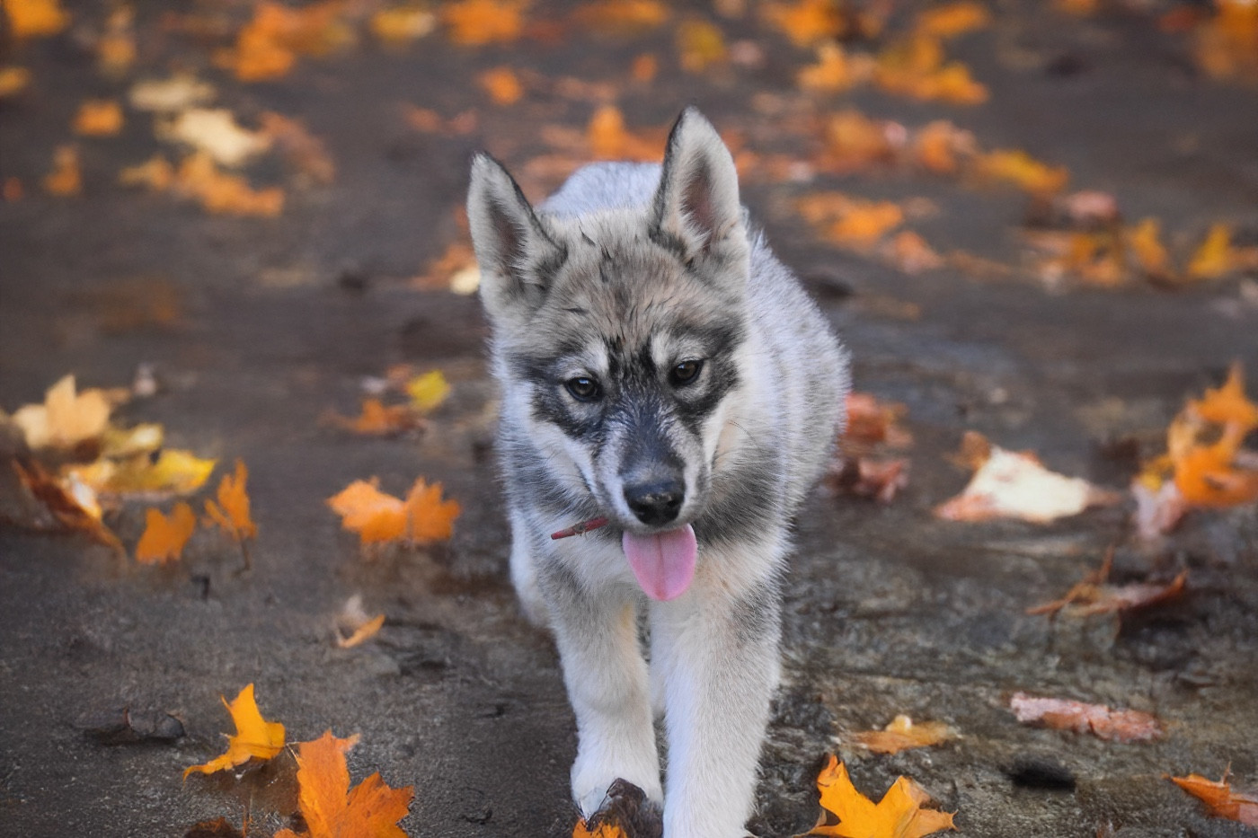 Siberian Southeast - Chiots disponibles - Siberian Husky