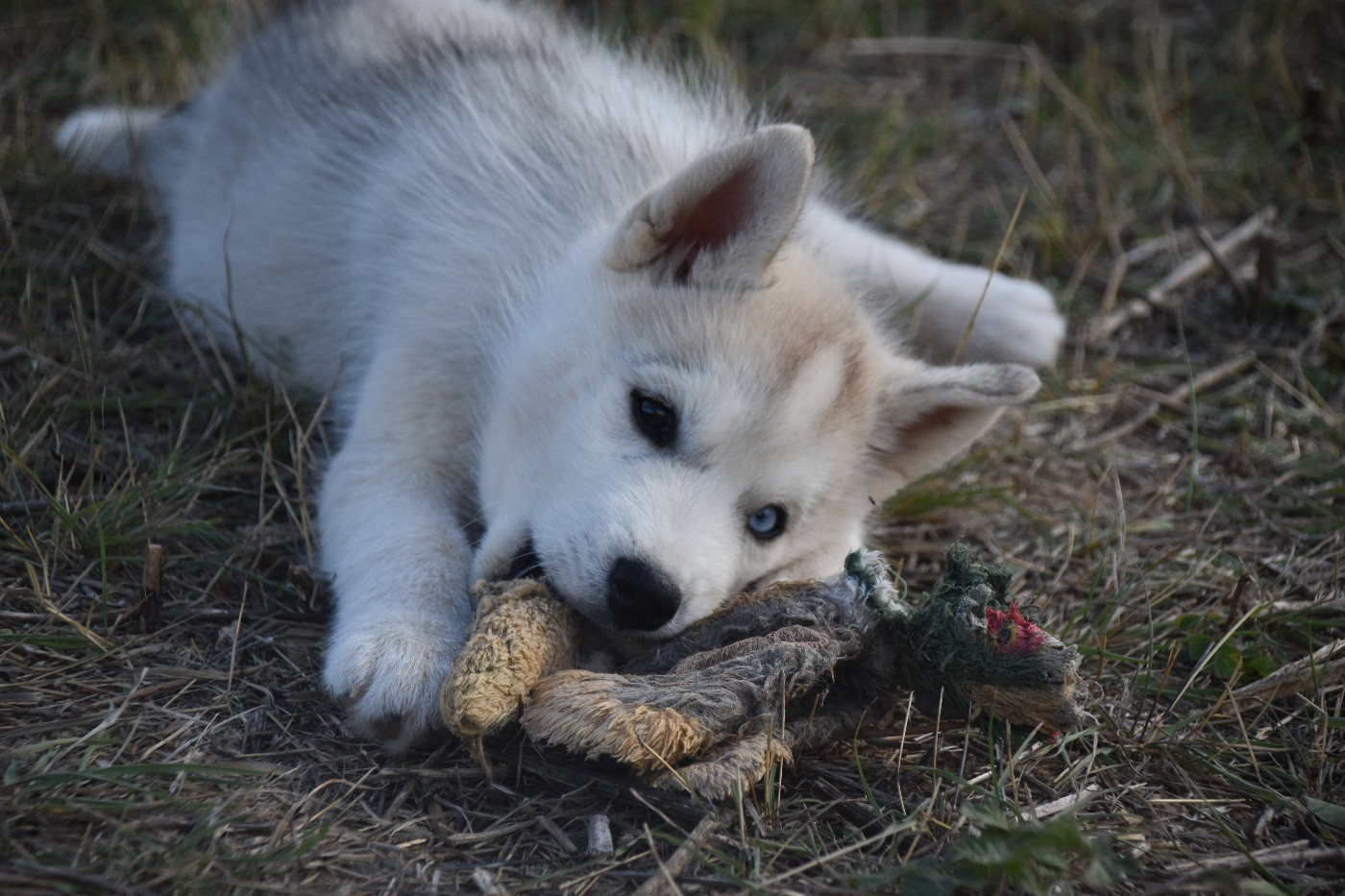 Siberian Southeast - Chiots disponibles - Siberian Husky