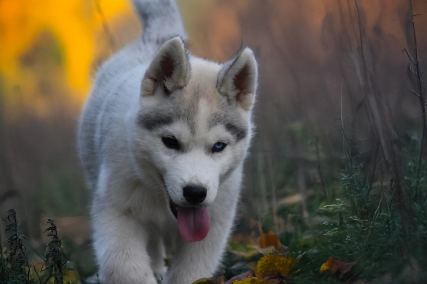 Siberian Southeast - Chiots disponibles - Siberian Husky