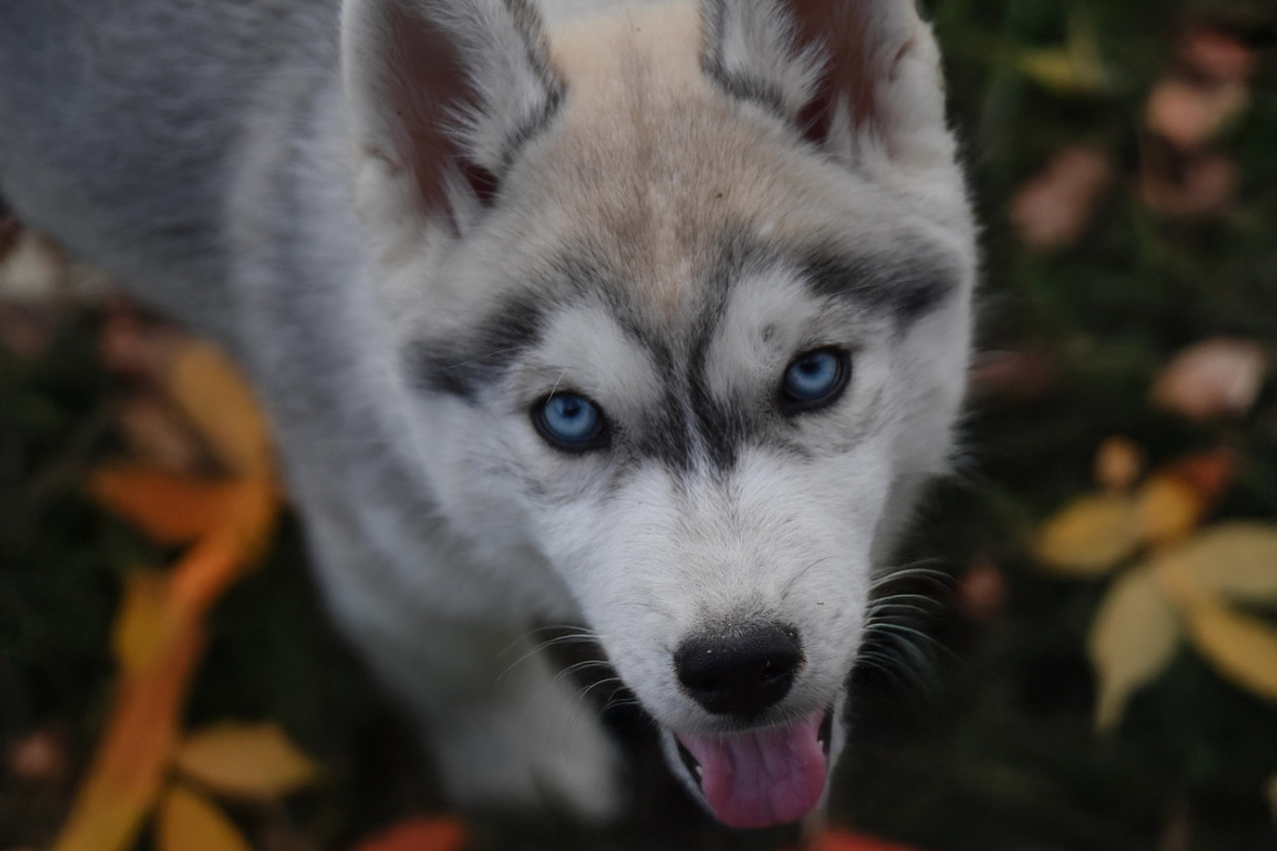 Siberian Southeast - Chiots disponibles - Siberian Husky