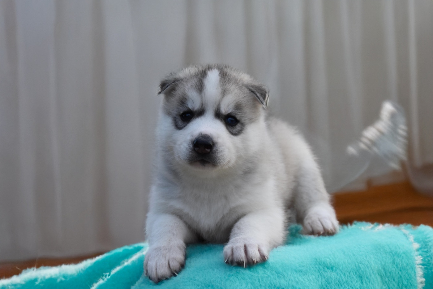Siberian Southeast - Chiots disponibles - Siberian Husky