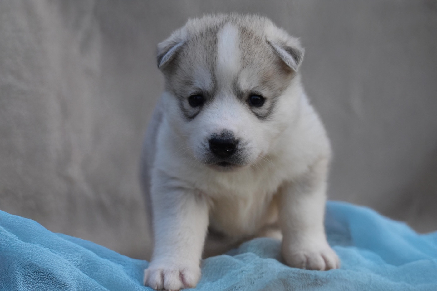 Siberian Southeast - Chiots disponibles - Siberian Husky