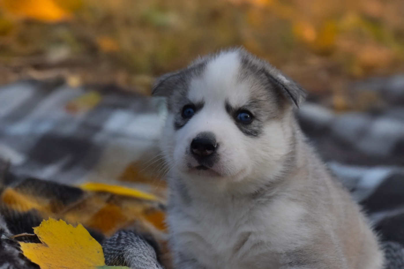 Siberian Southeast - Chiots disponibles - Siberian Husky