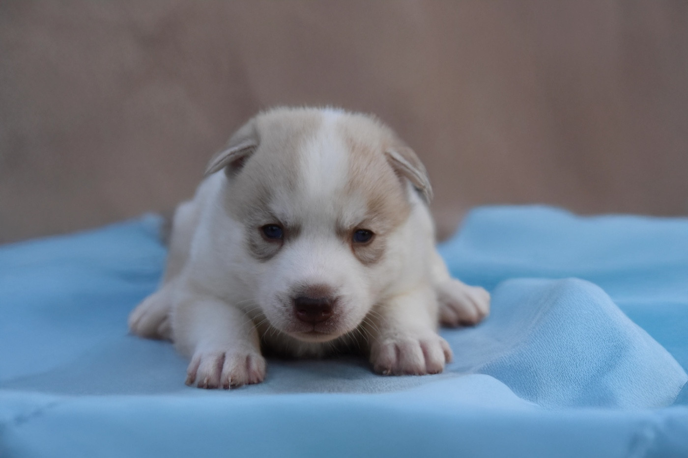 Siberian Southeast - Chiots disponibles - Siberian Husky