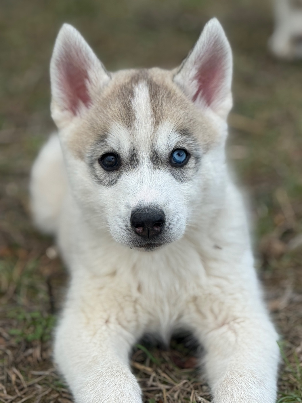 Siberian Southeast - Chiots disponibles - Siberian Husky