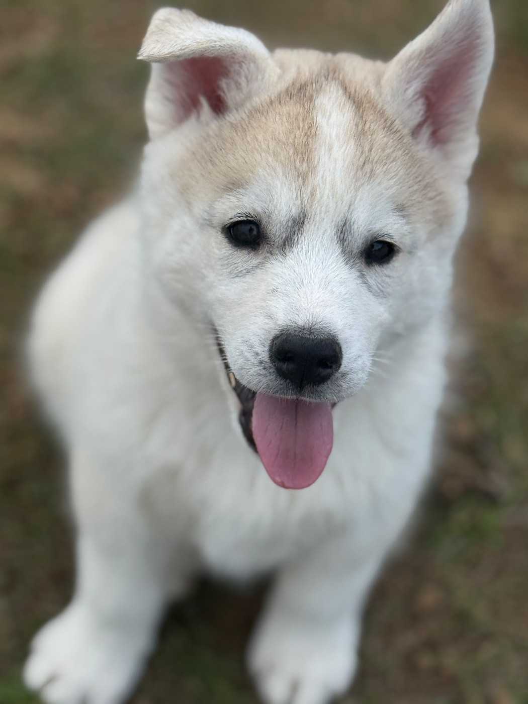 Siberian Southeast - Chiots disponibles - Siberian Husky