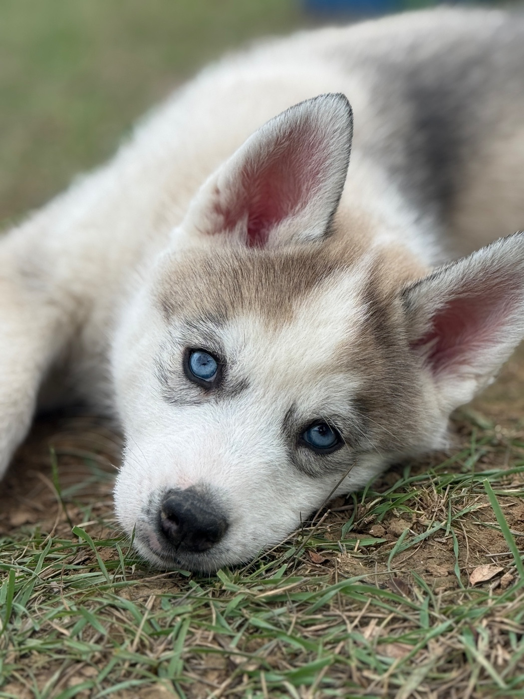 Siberian Southeast - Chiots disponibles - Siberian Husky