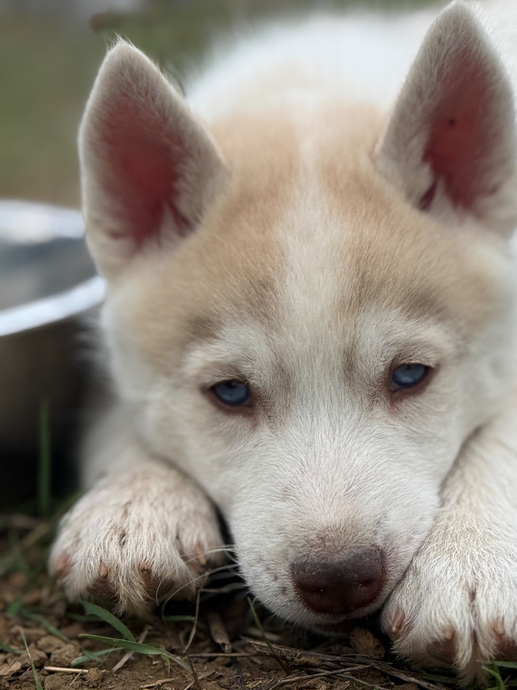 Siberian Southeast - Chiots disponibles - Siberian Husky