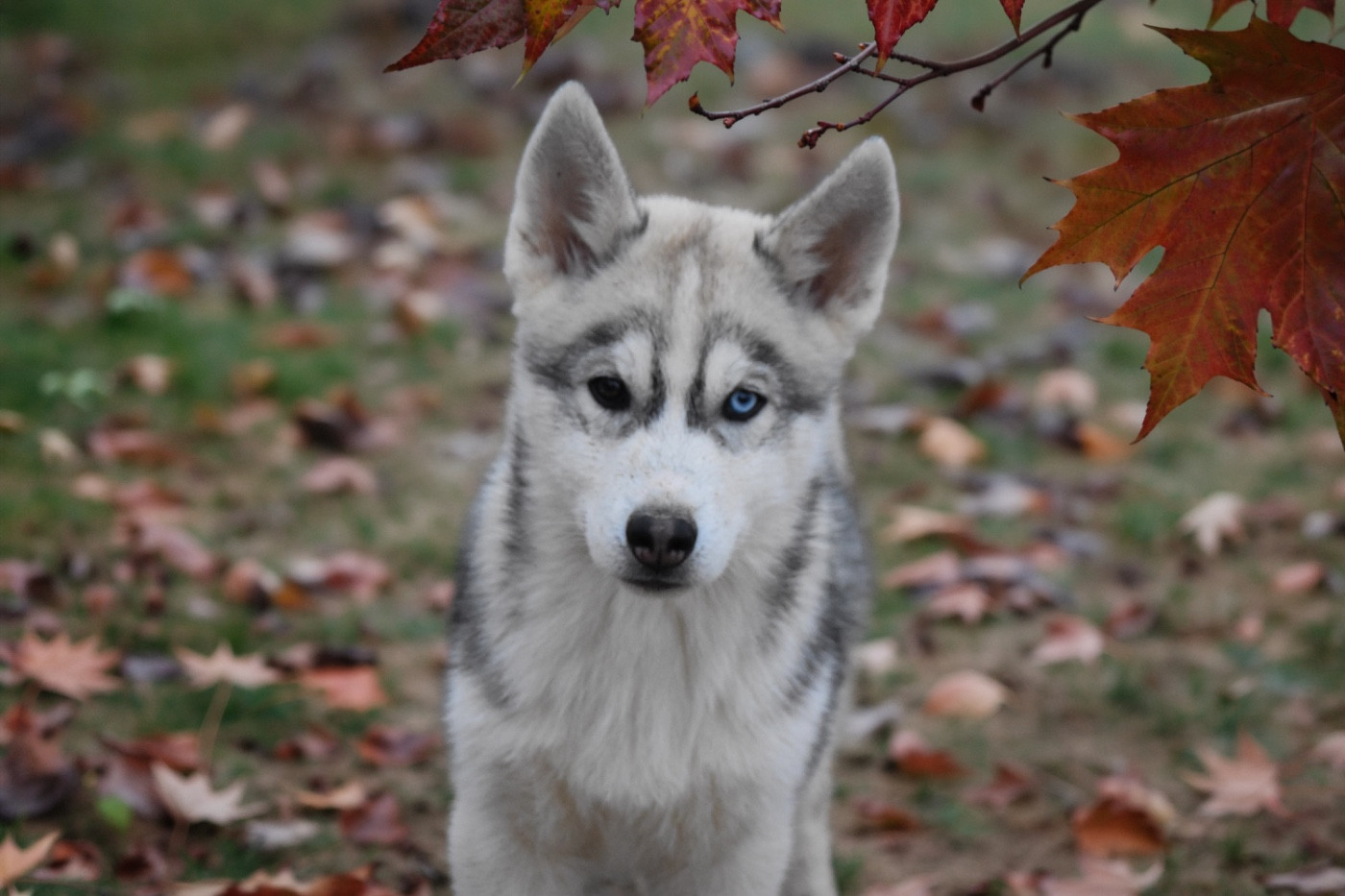 Siberian Southeast - Chiots disponibles - Siberian Husky