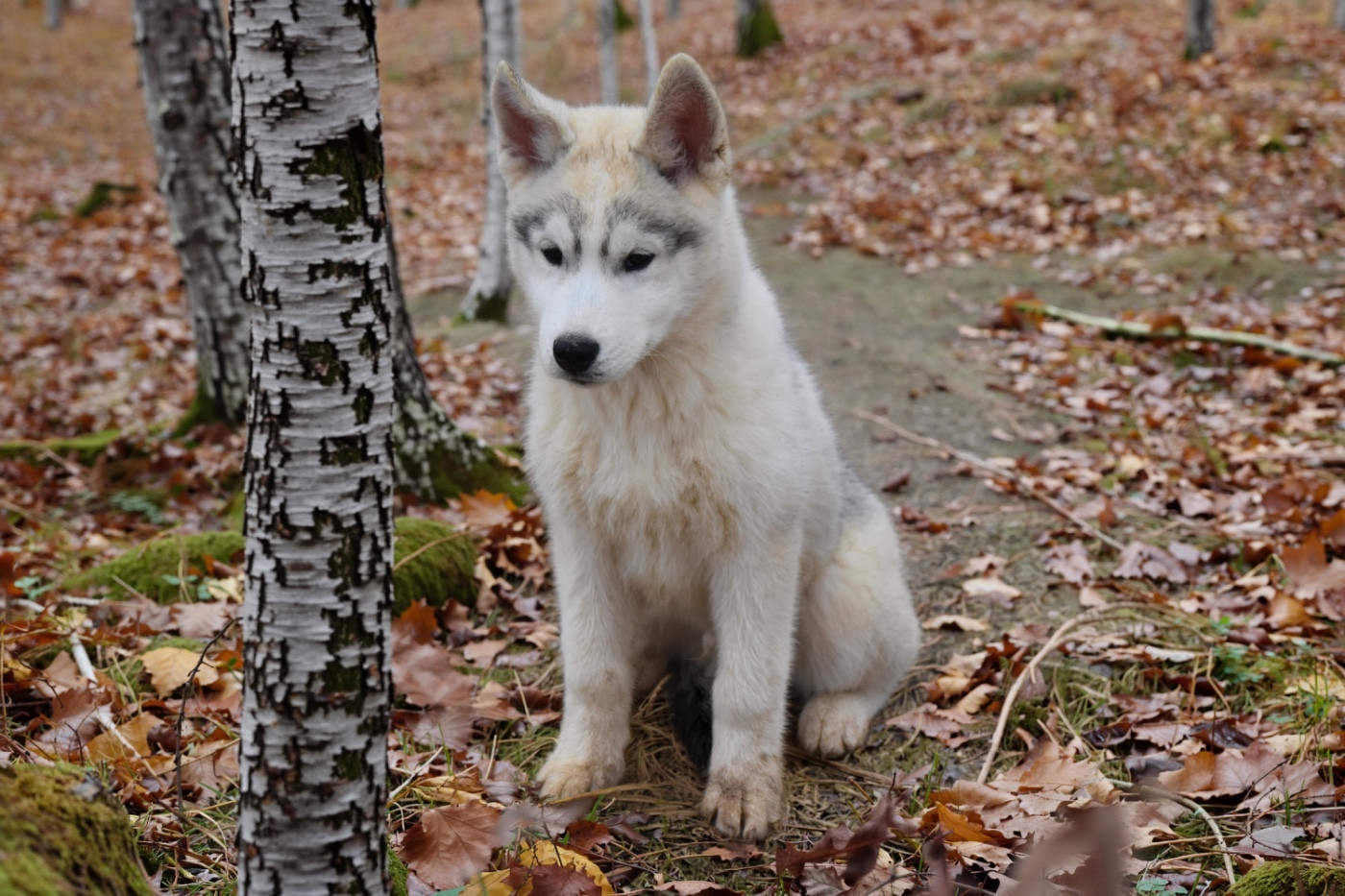 Siberian Southeast - Chiots disponibles - Siberian Husky