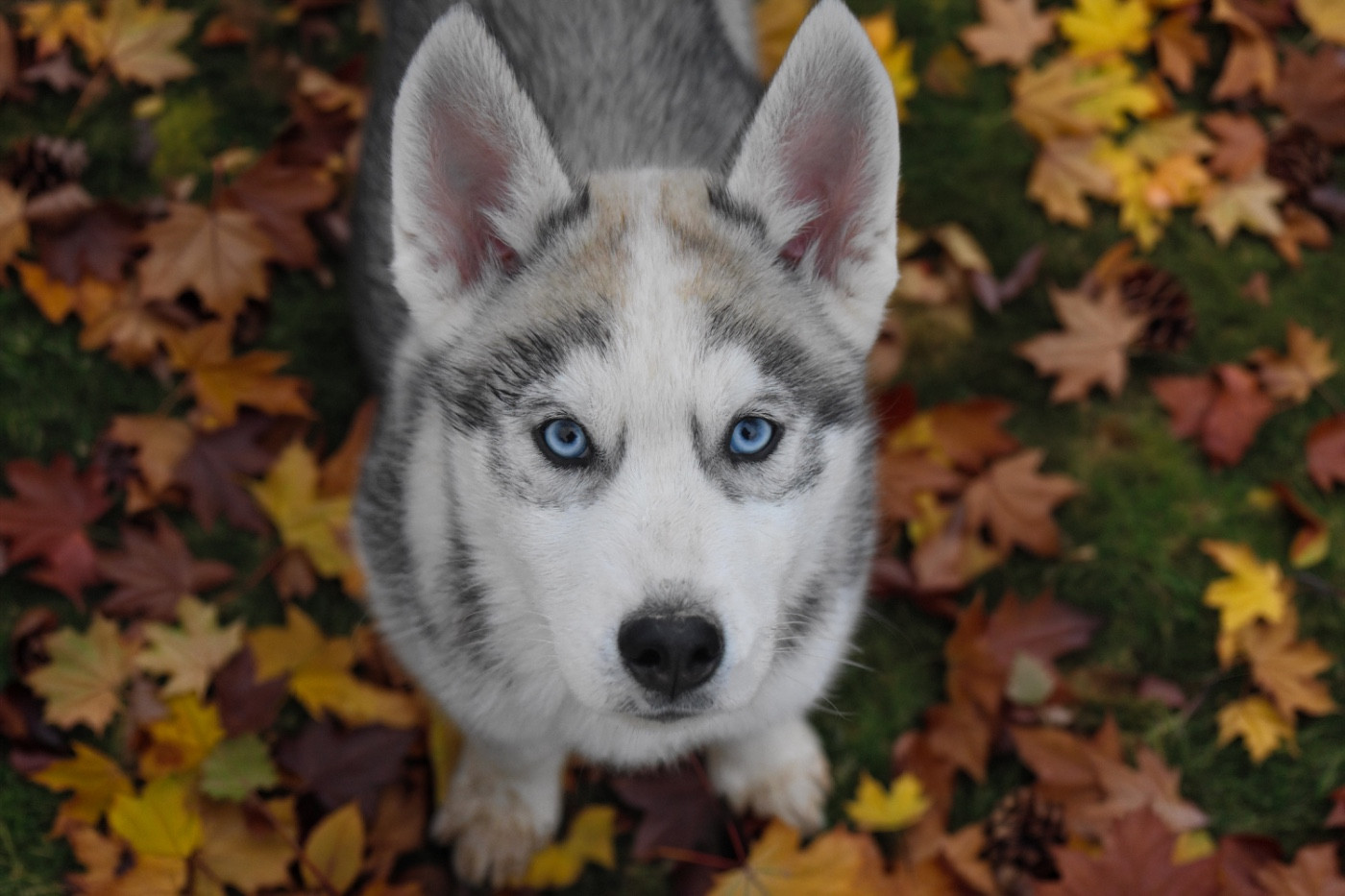 Siberian Southeast - Chiots disponibles - Siberian Husky