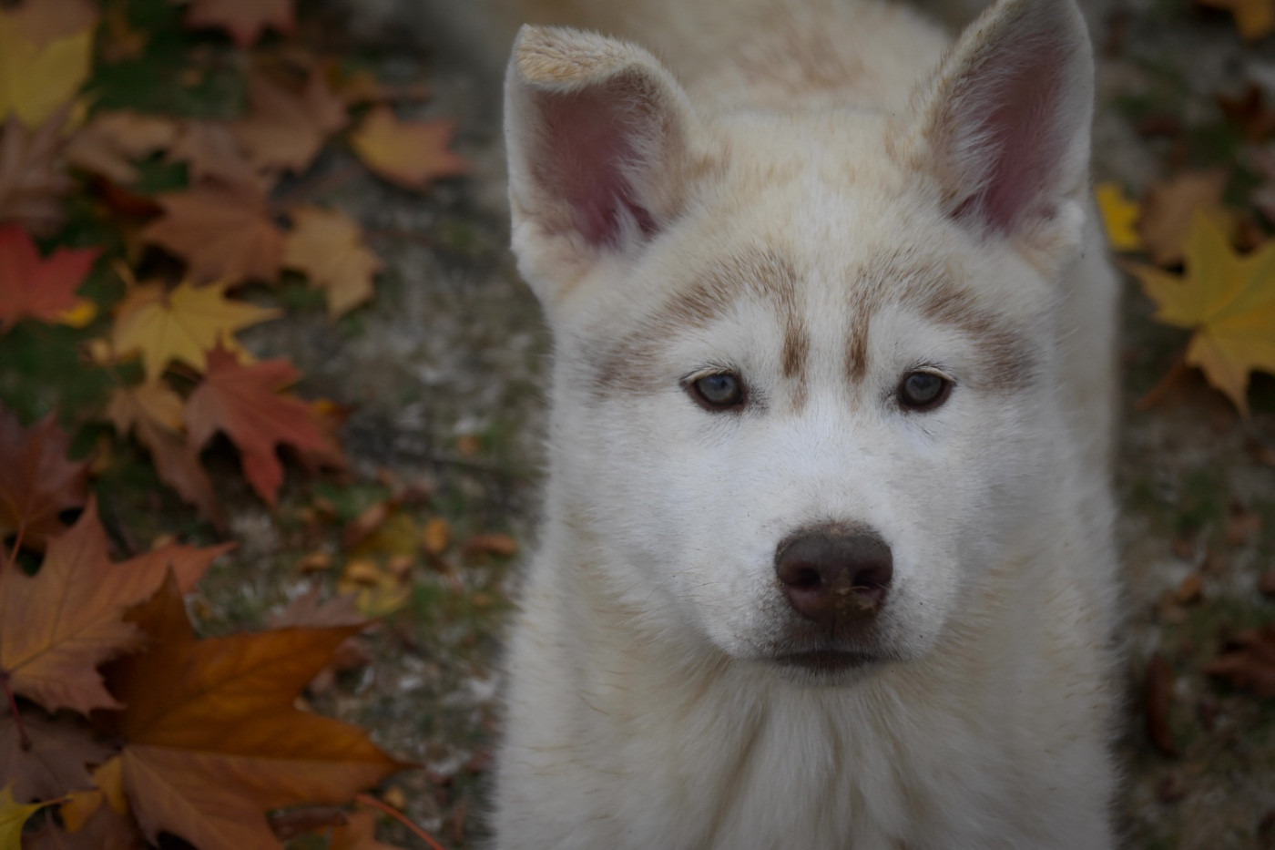 Siberian Southeast - Chiots disponibles - Siberian Husky