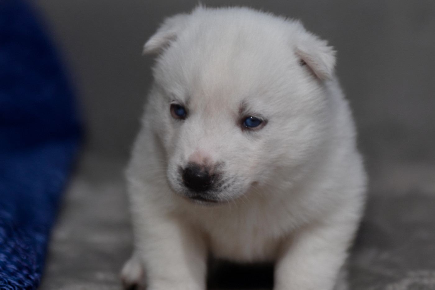 Siberian Southeast - Chiots disponibles - Siberian Husky