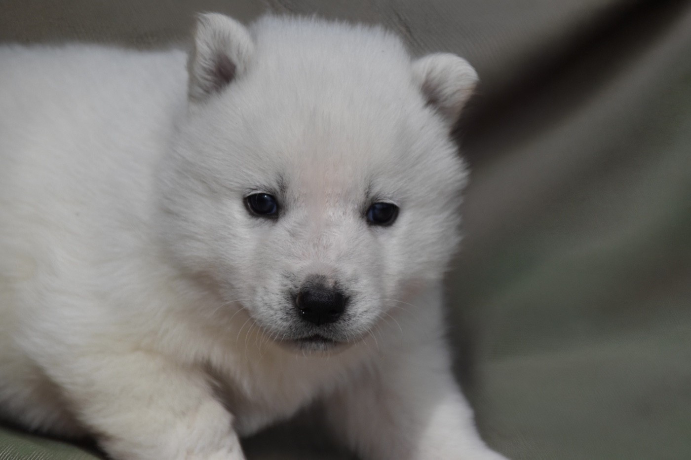 Siberian Southeast - Chiots disponibles - Siberian Husky