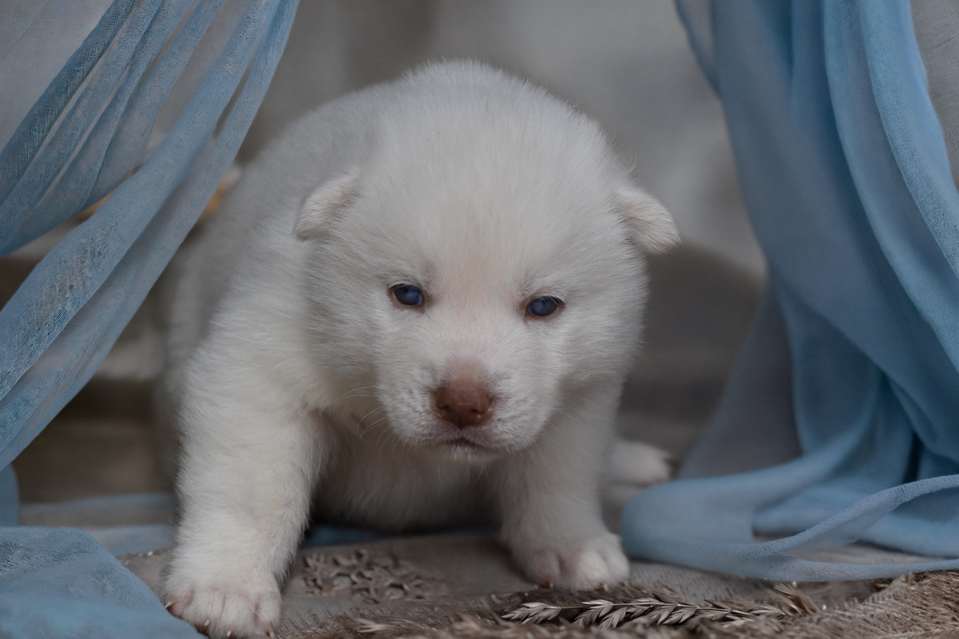 Siberian Southeast - Chiots disponibles - Siberian Husky