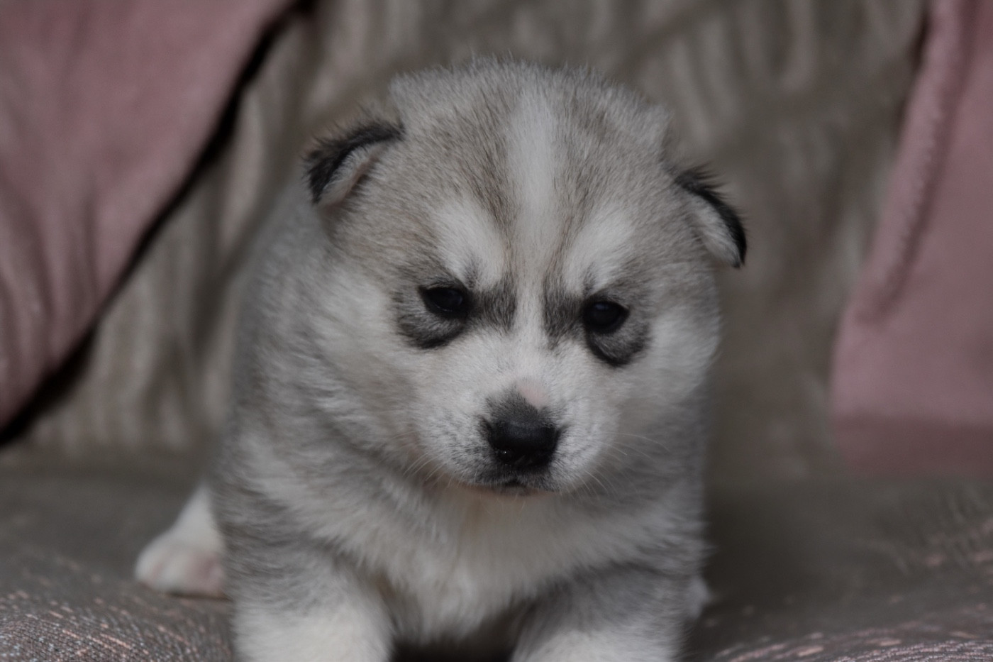 Siberian Southeast - Chiots disponibles - Siberian Husky