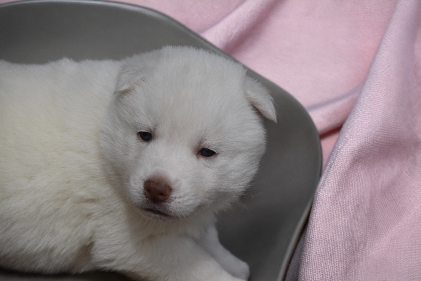 Siberian Southeast - Chiots disponibles - Siberian Husky