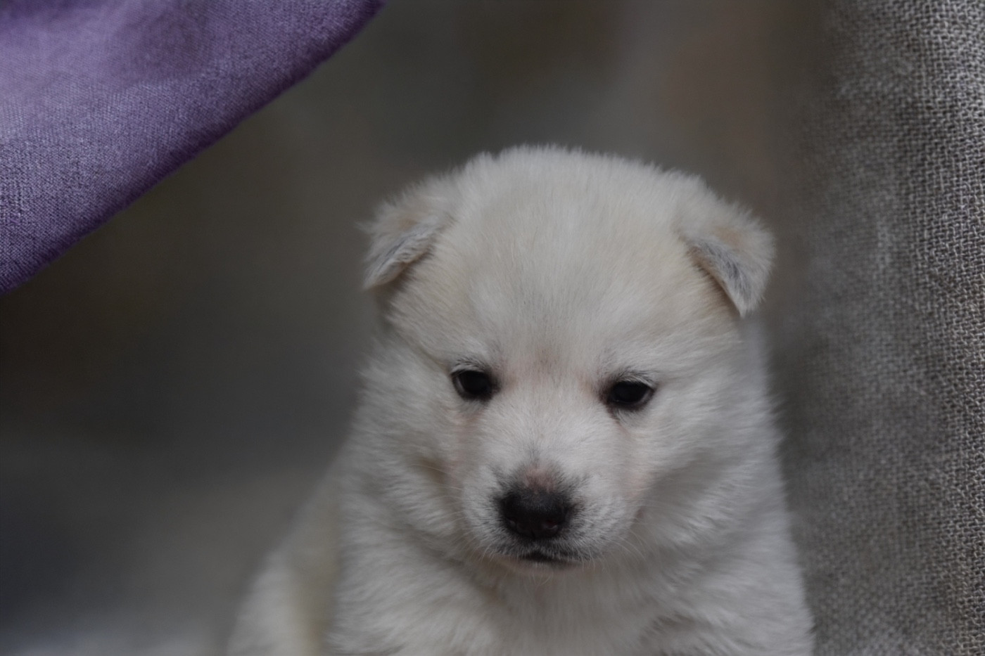 Siberian Southeast - Chiots disponibles - Siberian Husky