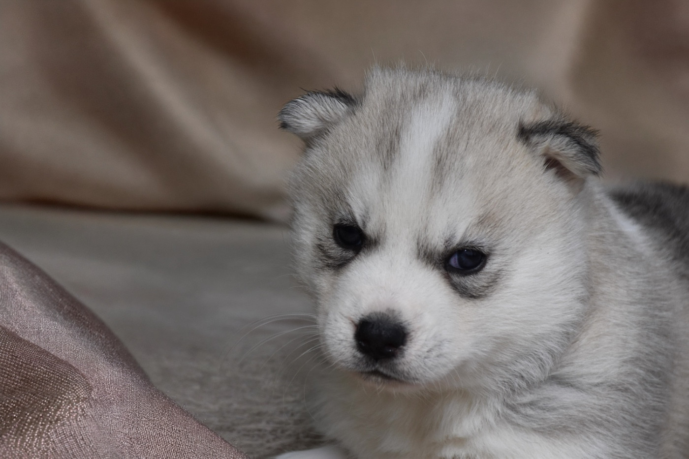 Siberian Southeast - Chiots disponibles - Siberian Husky