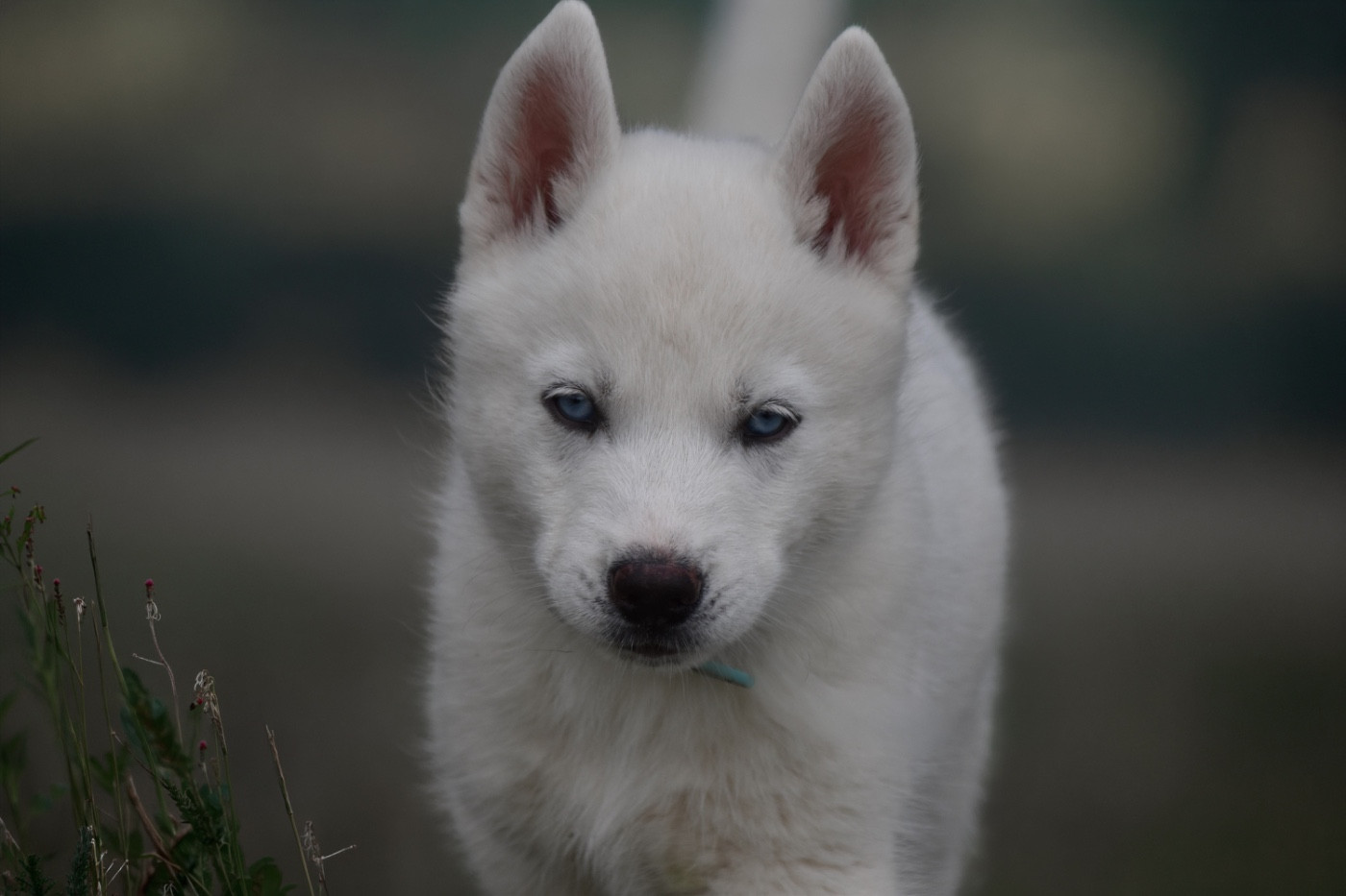 Siberian Southeast - Chiots disponibles - Siberian Husky