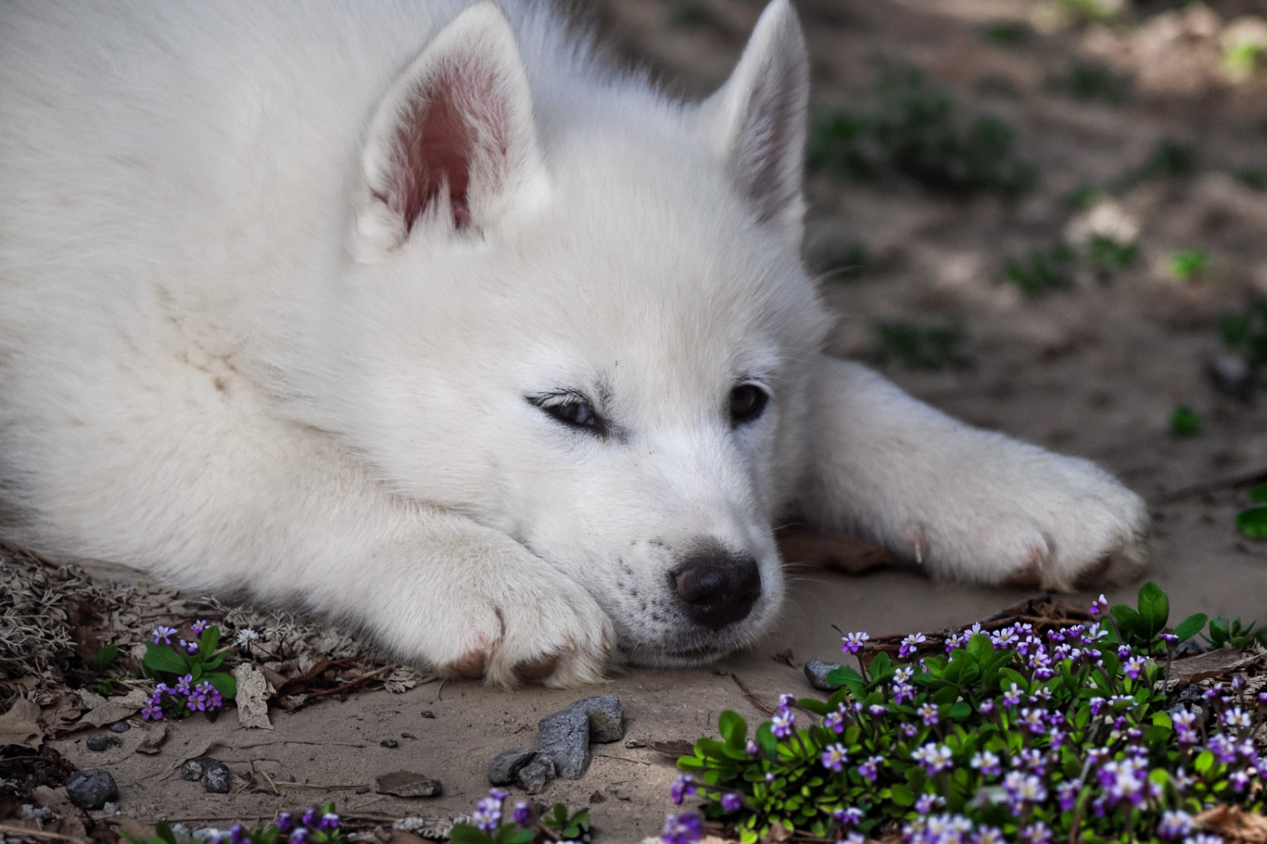 Siberian Southeast - Chiots disponibles - Siberian Husky
