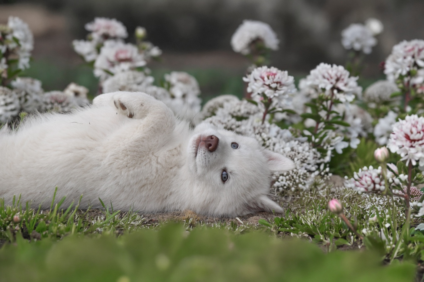 Siberian Southeast - Chiots disponibles - Siberian Husky