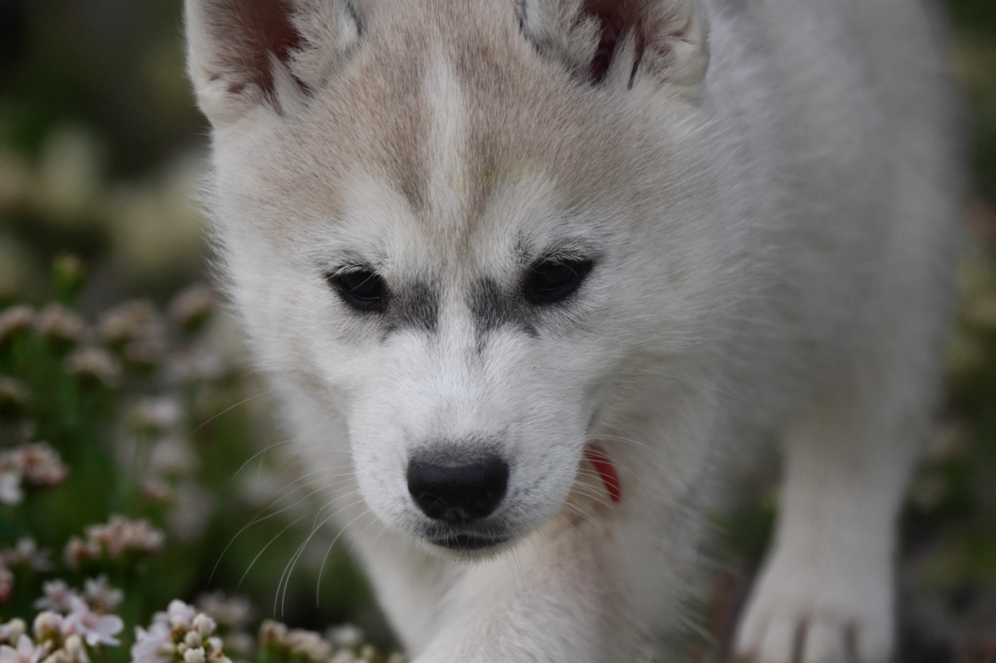 Siberian Southeast - Chiots disponibles - Siberian Husky