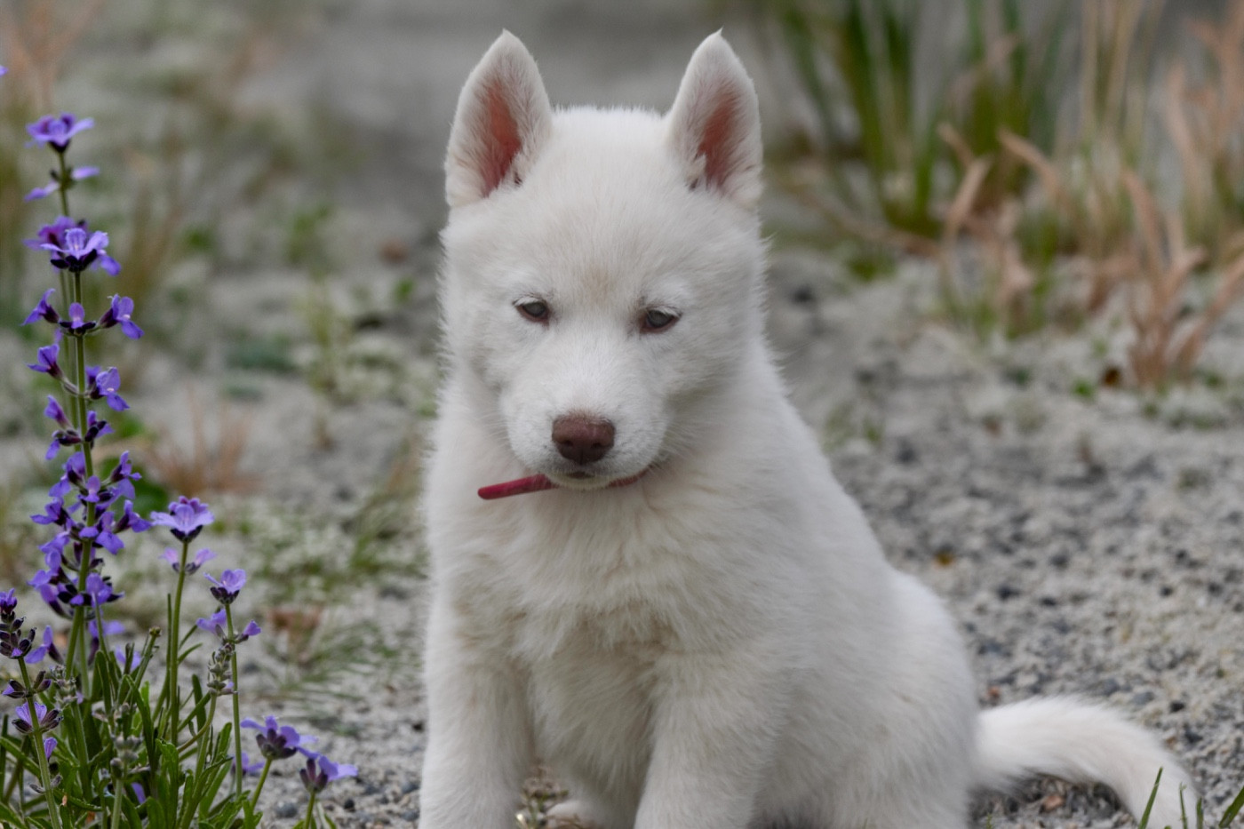 Siberian Southeast - Chiots disponibles - Siberian Husky