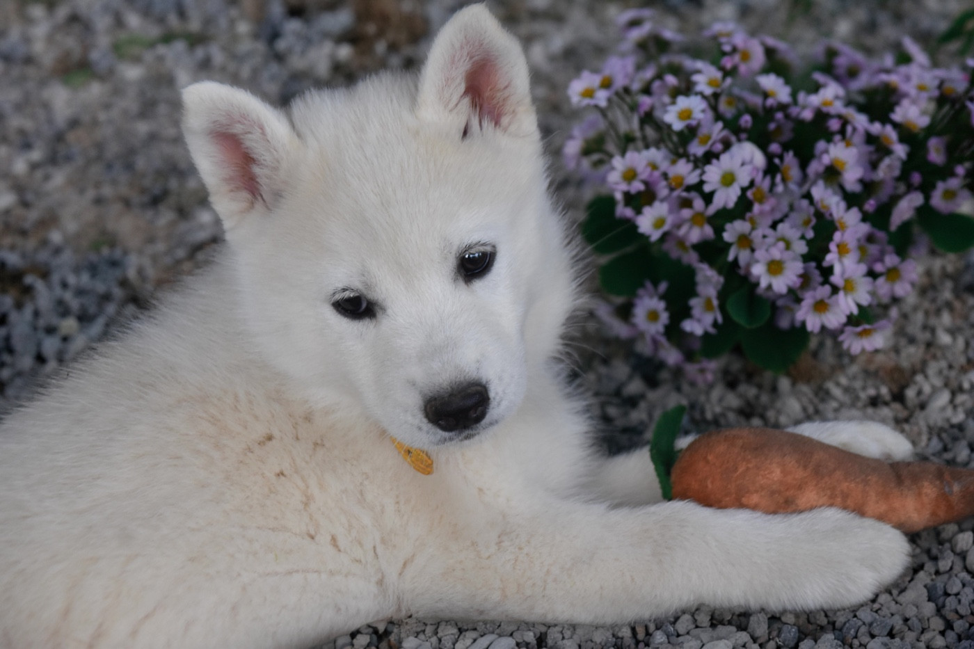 Siberian Southeast - Chiots disponibles - Siberian Husky