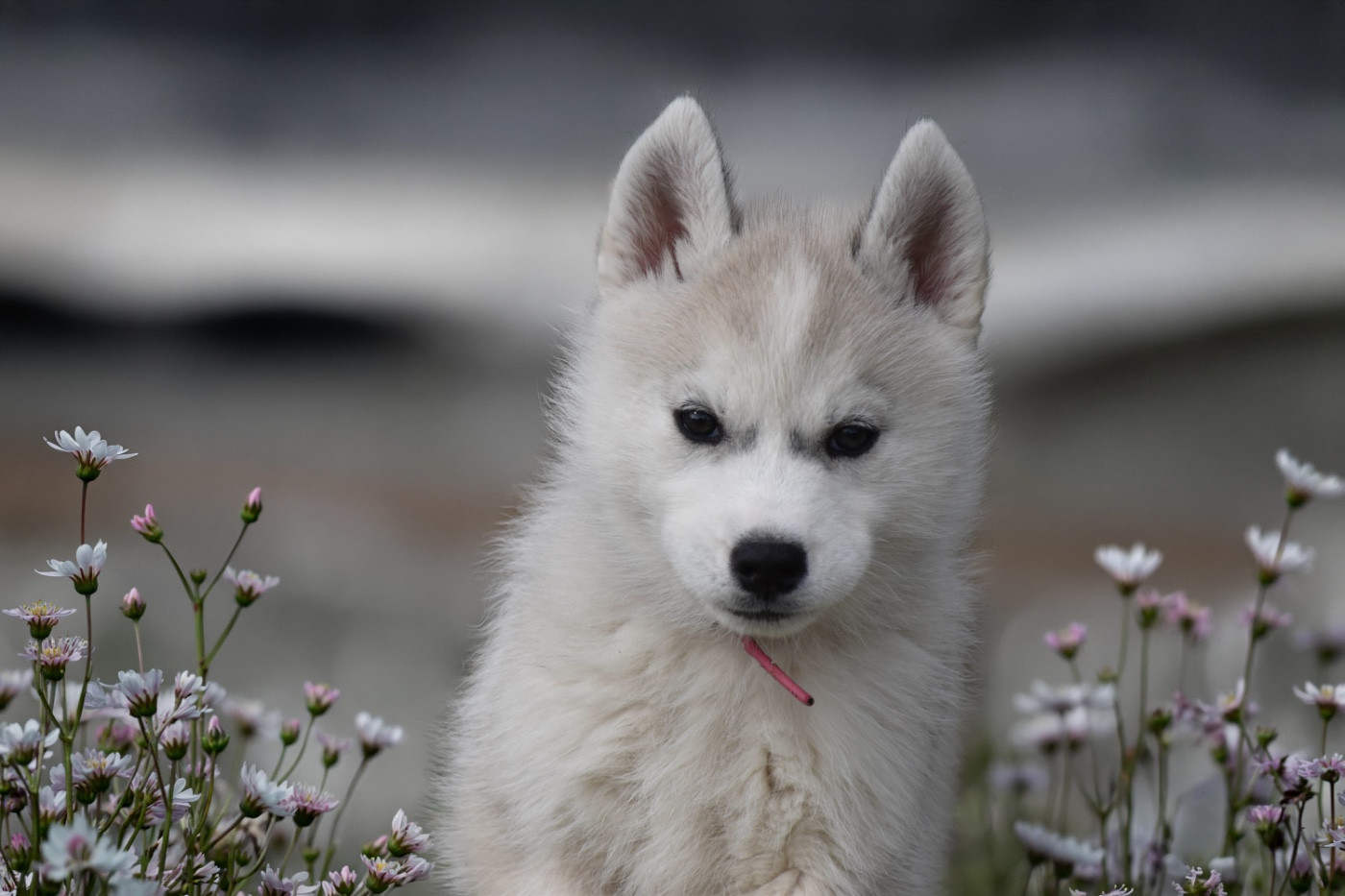 Siberian Southeast - Chiots disponibles - Siberian Husky