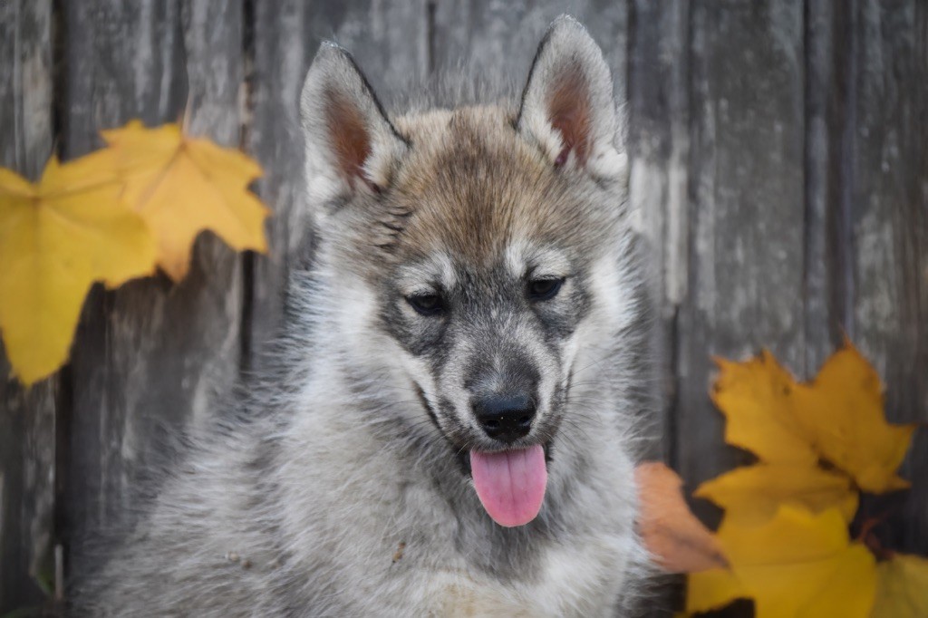 Siberian Southeast - Chiots disponibles - Siberian Husky