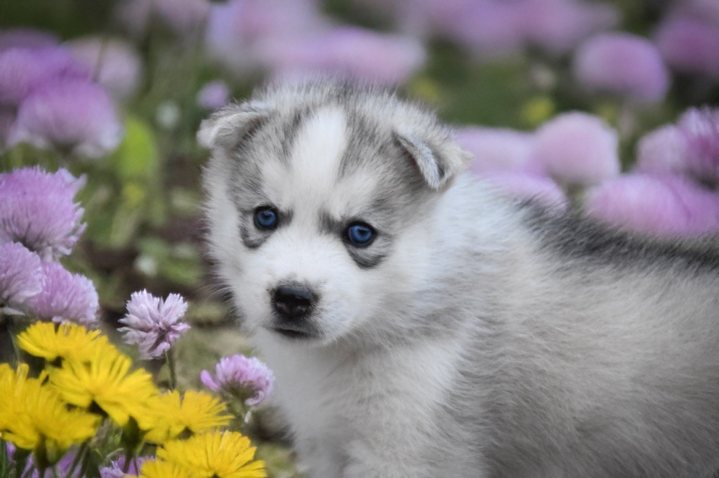 Siberian Southeast - Chiots disponibles - Siberian Husky