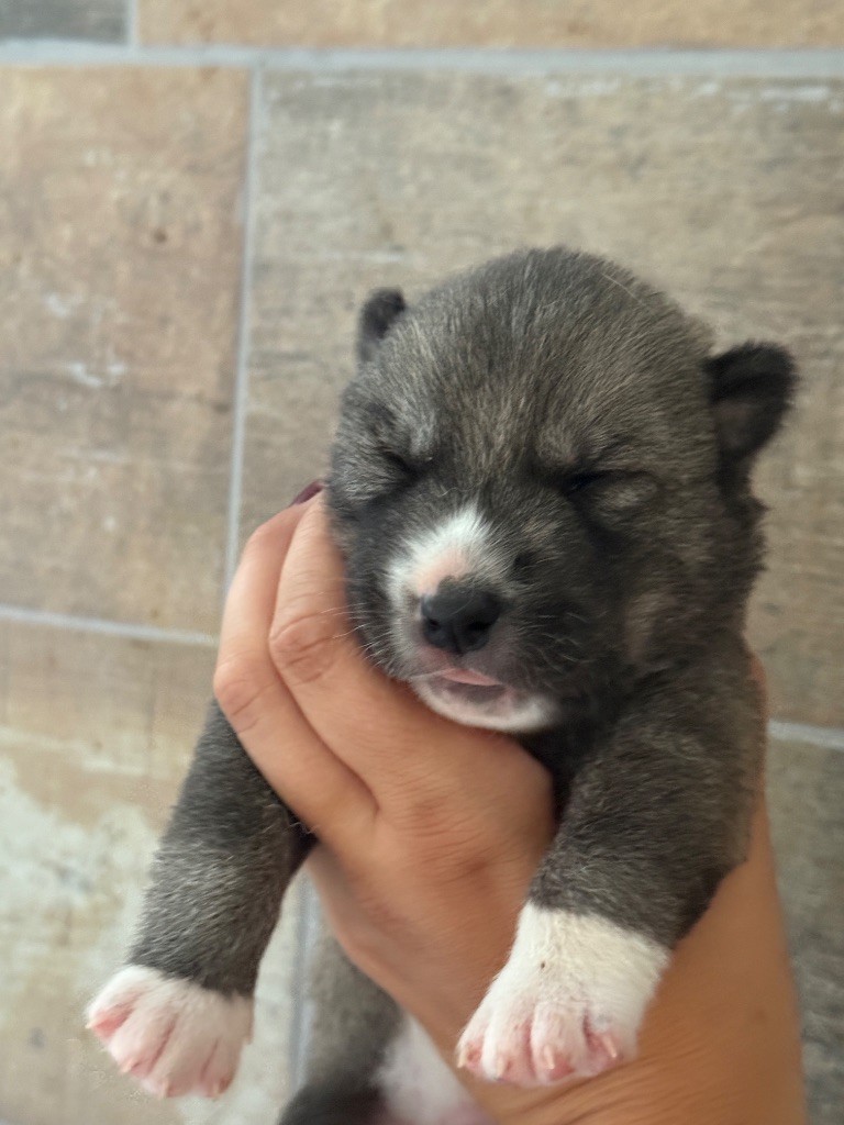Siberian Southeast - Chiots disponibles - Siberian Husky