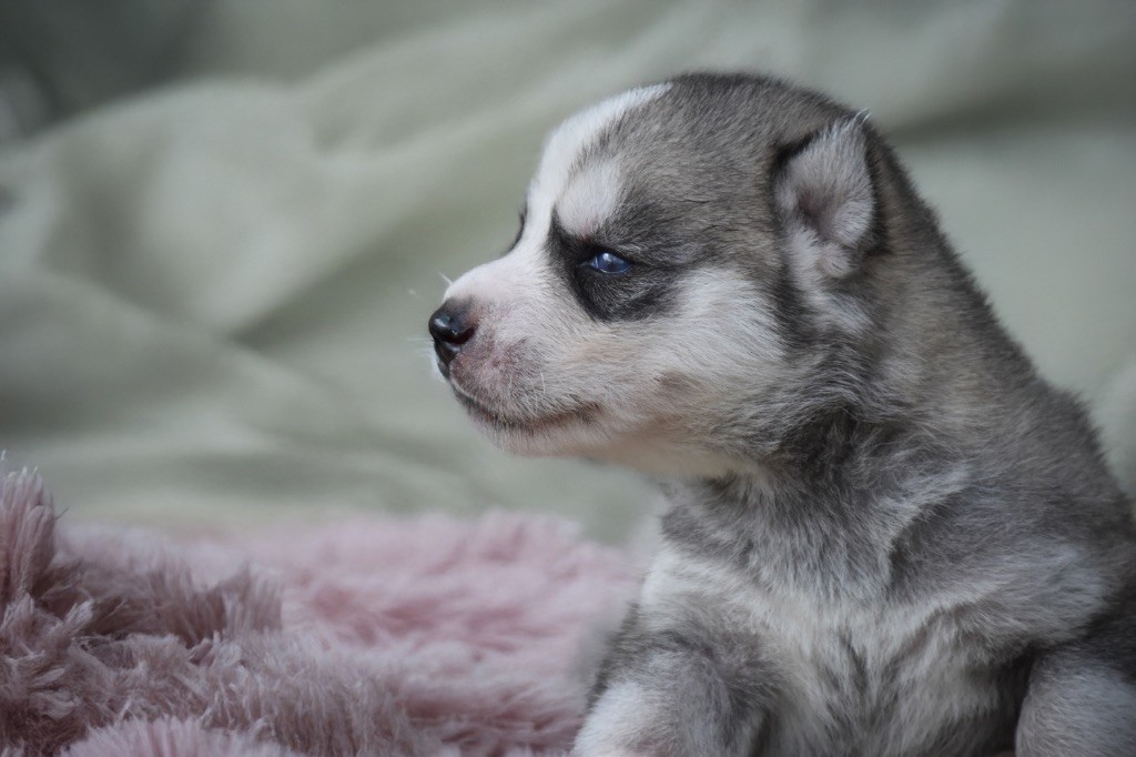 Siberian Southeast - Chiots disponibles - Siberian Husky