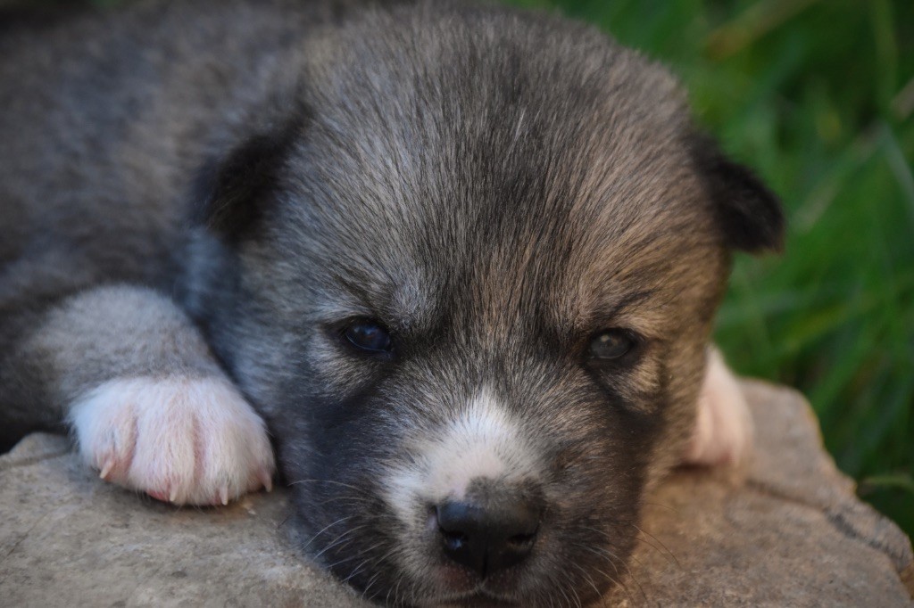Siberian Southeast - Chiots disponibles - Siberian Husky