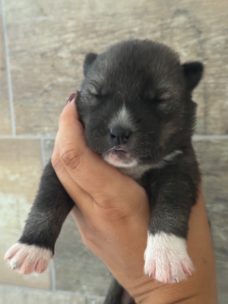 Siberian Southeast - Chiots disponibles - Siberian Husky