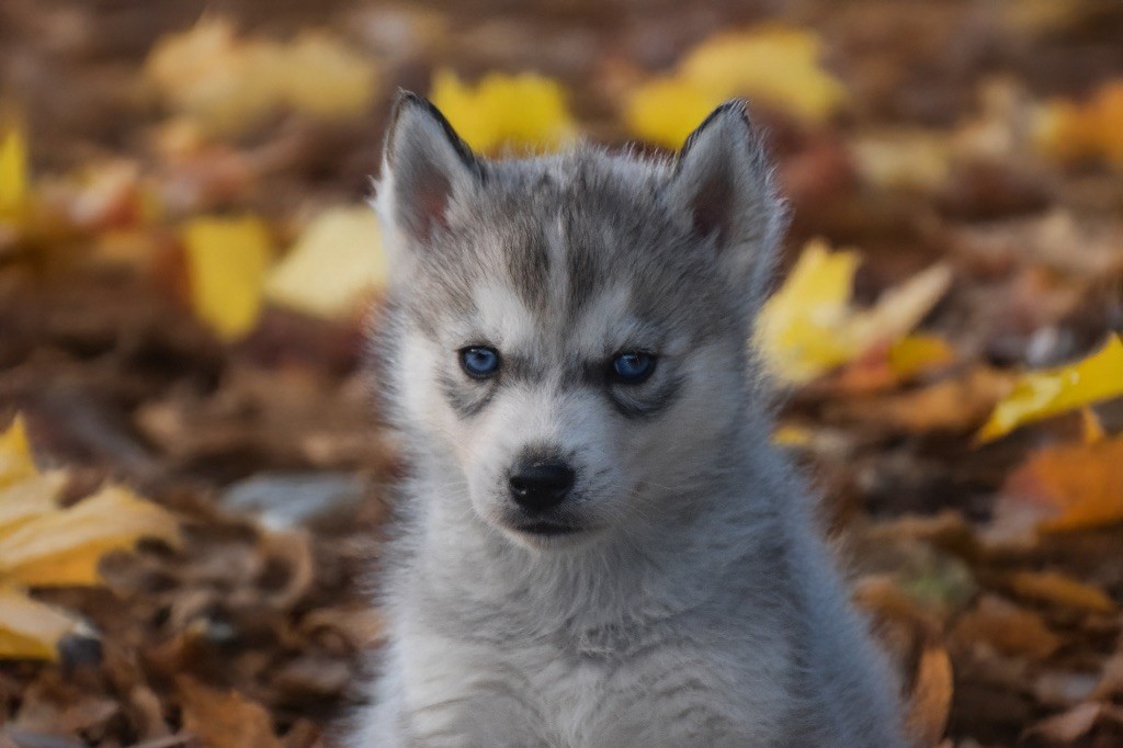 Siberian Southeast - Chiots disponibles - Siberian Husky