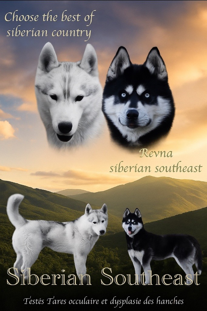Chiot Siberian Husky Siberian Southeast
