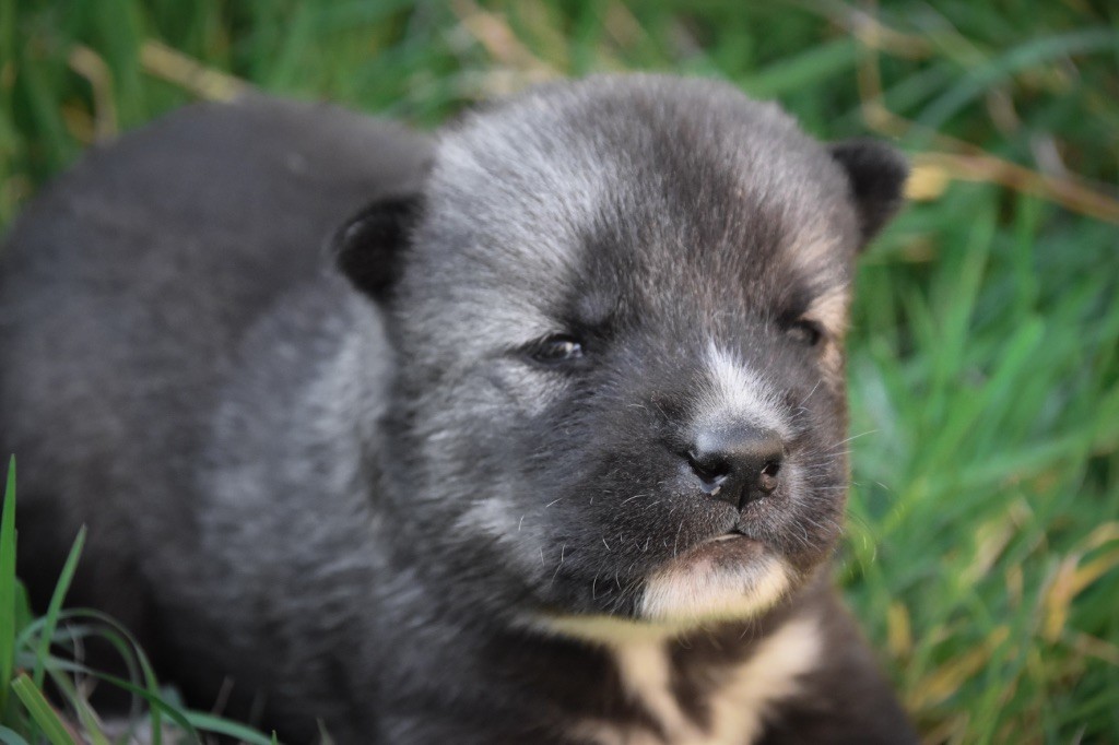 Siberian Southeast - Chiots disponibles - Siberian Husky