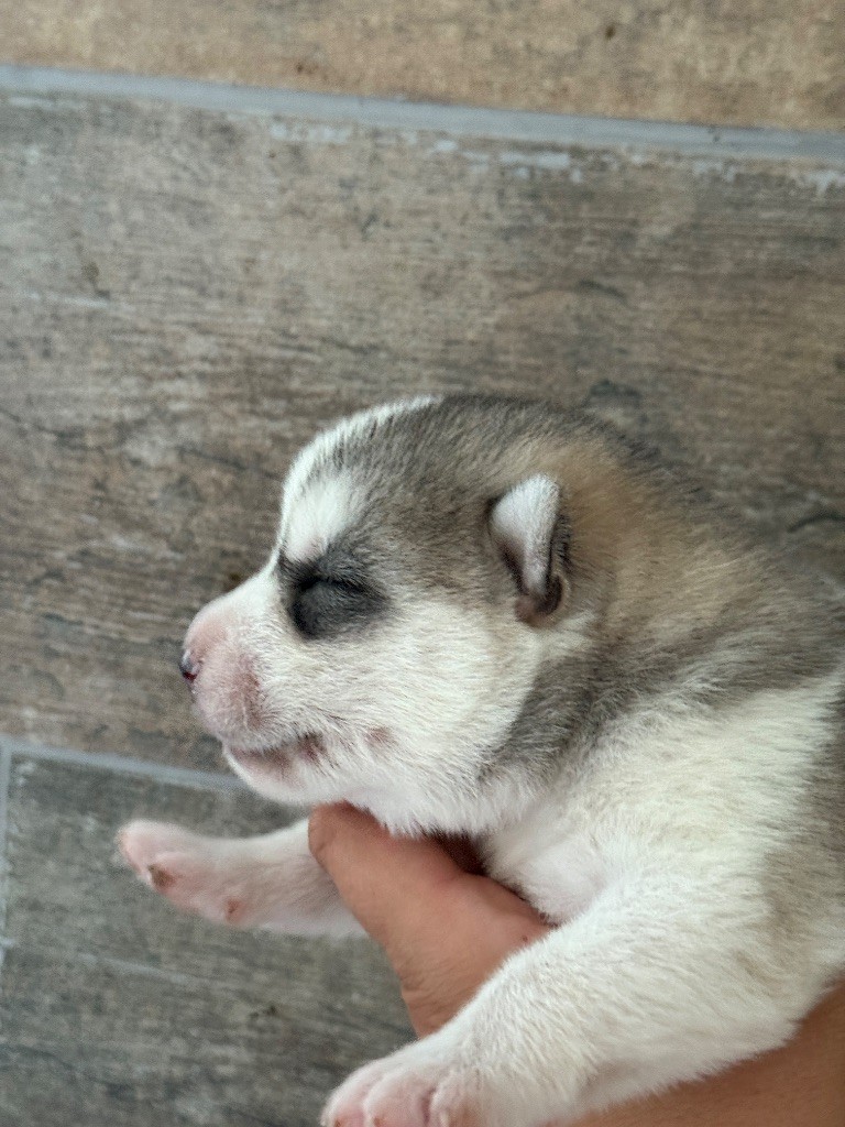 Siberian Southeast - Chiots disponibles - Siberian Husky