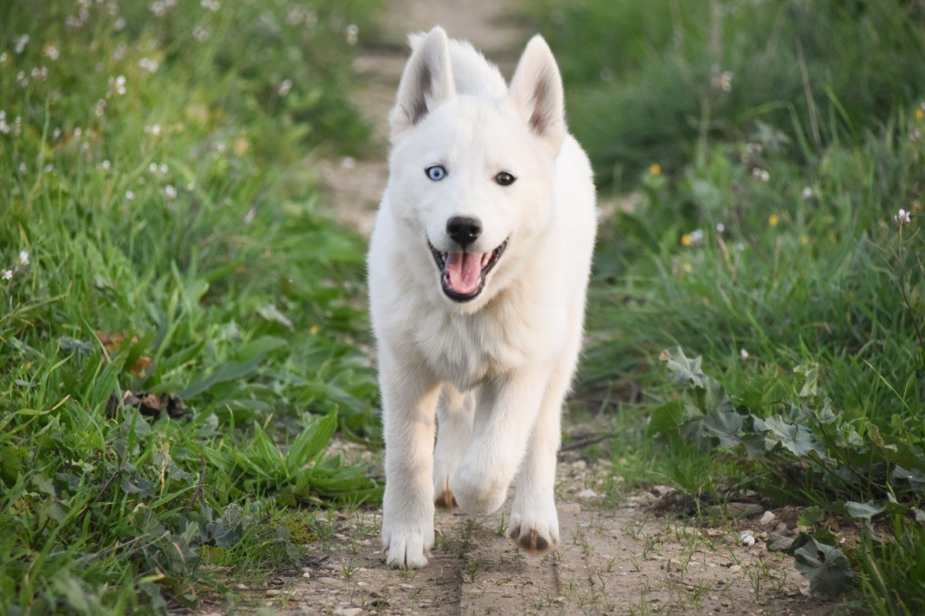 Siberian Southeast - Siberian Husky - Portée née le 01/08/2024